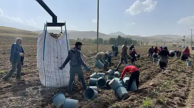 Patnos'ta 450 dönümden 1.500 ton patates bekleniyor