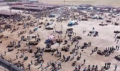 Ağrı'da hayvan yetiştiricilerinin beklediği haber geldi: Hayvan Borsası açılmayacak!