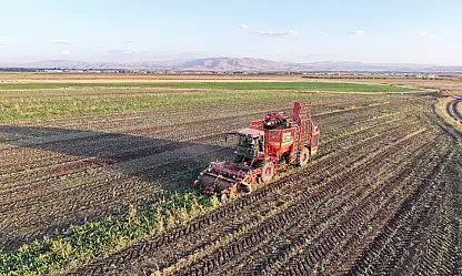 Ağrı'da pancar sökümü mesaisi başladı