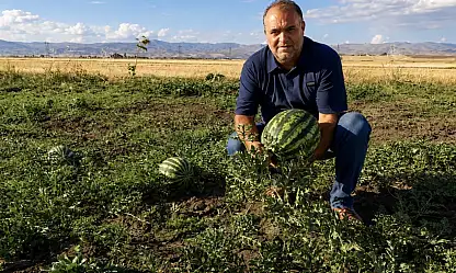 Ağrı'da tarlalar bereketlendi: Kavun ve karpuzda 4 bin ton ürün bekleniyor