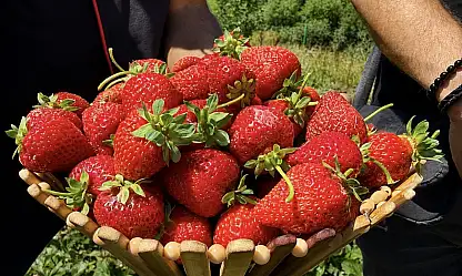 Ağrı'nın soğuğu çileğe yaradı: Bu yıl 200 tona yakın hasat bekleniyor