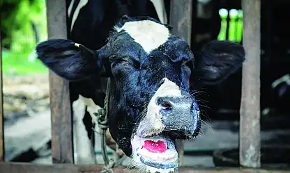 Ağrı ve Kars'ta şap alarmı! Hayvan yetiştiricilerine kritik uyarı
