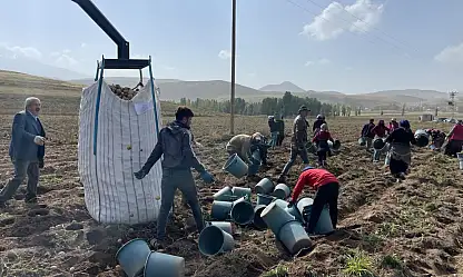 Patnos'ta 450 dönümden 1.500 ton patates bekleniyor