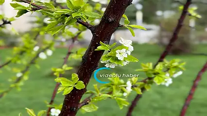 Ağrı'da bahar yağmurları dolu ile birlikte geldi