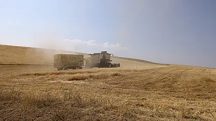 Ağrılı çiftçinin beklediği gün geldi! Çiftçinin bir yıllık emeği tarladan kalkıyor