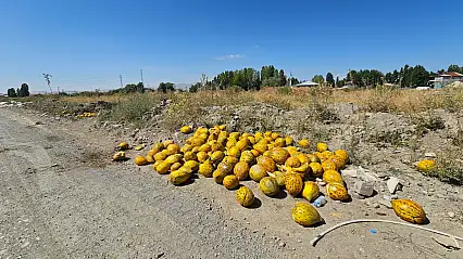 Ağrı'da dere kenarına bırakılan onlarca kavun şaşkınlık oluşturdu