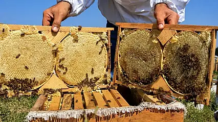 Ağrı'da Geven balında hasat bereketi: Hedef 357 ton