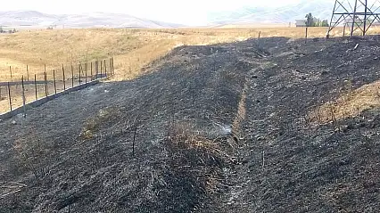 Ağrı'da sarı renkli anızlar siyaha döndü
