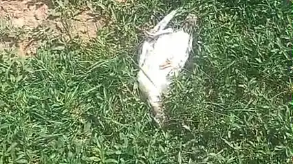 Ağrı'da sokak köpekleri dehşet saçtı