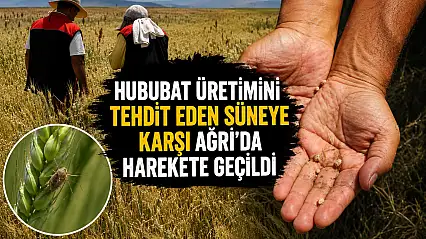 Ağrı'da süne zararlısına karşı sahaya çıkacak ekipler eğitildi
