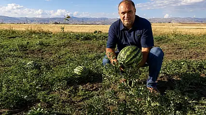 Ağrı'da tarlalar bereketlendi: Kavun ve karpuzda 4 bin ton ürün bekleniyor