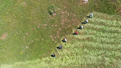 Ağrı'da tırpan sesleri yükseliyor: Çiftçiler kışlık yem mesaisinde