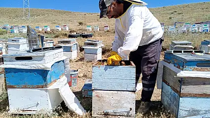 Ağrı'da yılın ilk balı kavanozlara girdi ve fiyatı belli oldu