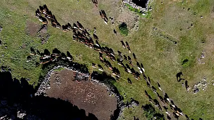 Ağrı Dağı eteklerinde ot bereketi: Yaylalar yeniden canlandı