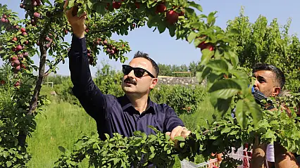 Ağrı Dağı eteklerindeki meyve bahçesi ilçeye umut oluyor