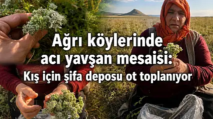 Ağrı köylerinde acı yavşan mesaisi: Kış için şifa deposu ot toplanıyor