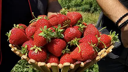 Ağrı'nın soğuğu çileğe yaradı: Bu yıl 200 tona yakın hasat bekleniyor