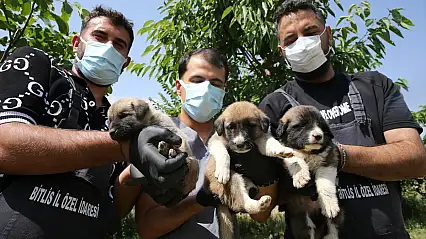 Bitlis'te 1984 sahipsiz köpek bakımevine alındı: 872'si kayıt altına alındı