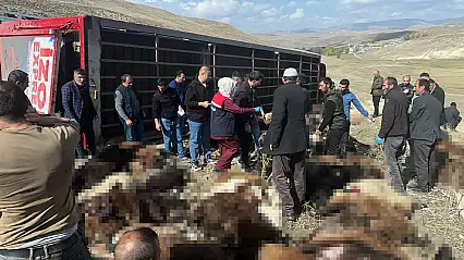 Erzurum'da hayvan yüklü tır devrildi: 130 küçükbaş hayvan telef oldu