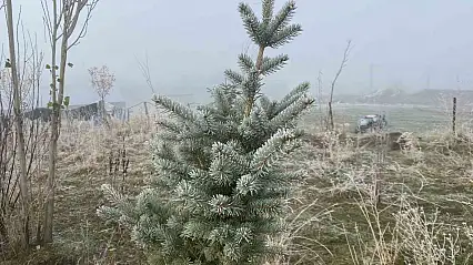 Gece ayazı Patnos'u beyaza boyadı