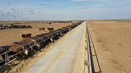 Iğdır'da hayvancılığa büyük destek: 840 üreticiye 12 bin 680 büyükbaş
