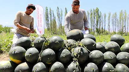 Iğdır'da karpuz hasadı başladı