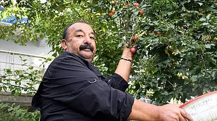 Kars'ın yüksek rakımında meyve bereketi: Bir ağaçtan 300 kilograma kadar erik çıktı