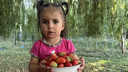 Patnos'ta tarlalar çilekle renklendi: Hedef 15 ton ürün
