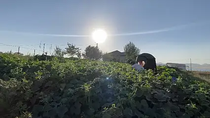 Patnos'ta yazın bereketi kış sofralarına taşınıyor