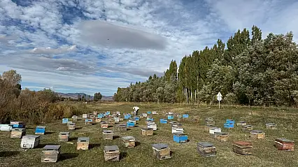 Taşlıçaylı arıcı, kaliteli bal için yılda dört kez göç ediyor