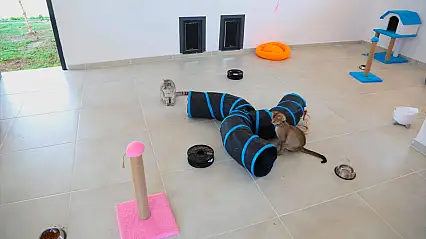 Van'da sahipsiz kediler için yeni yaşam alanı: Kedi Evi açıldı