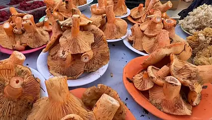 Mantar yedikten 6 saat sonra başlayan belirtilere dikkat!
