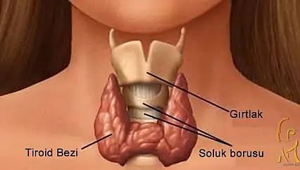 Tiroit nodüllerini hafife almayın! 35 yaşından sonra bir kez kontrol önerisi