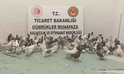 Ağrı'da 85 'cancan' cinsi güvercin ele geçirildi