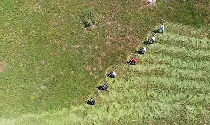 Ağrı'da tırpan sesleri yükseliyor: Çiftçiler kışlık yem mesaisinde