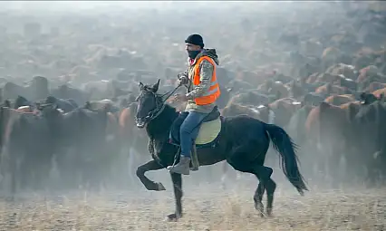 Ağrı Dağı eteklerinde atlı çobanlar sürüleri yılkı atlarıyla yönetiyor