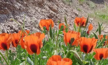 Ağrı Dağı'nda sessiz bir bahar: Doğanın renkli uyanışı