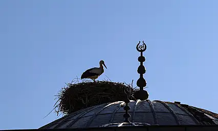 Ağrı Dağı ve çevresindeki iklim değişikliği, leyleklerin kış göçünü engelliyor