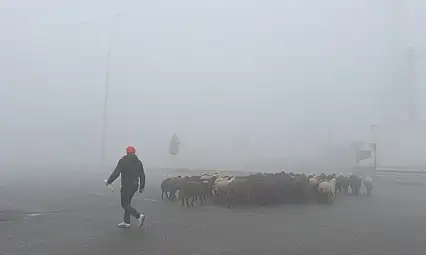 Ağrı–Iğdır karayolunu yoğun sis kapladı