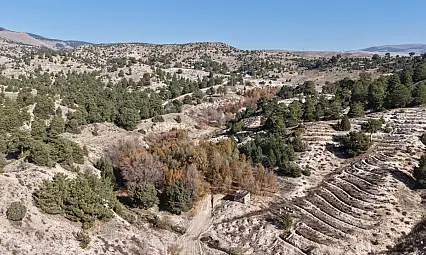 Ağrı'nın da dahil olduğu bal ormanı projesi büyüyor: Arıcılık için yeni fırsatlar doğuyor