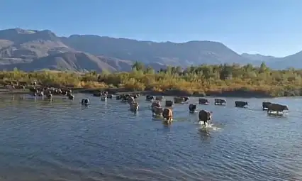 Bir ilden daha korkutan görüntüler! Sular çekildi, hayvanlar nehri yürüyerek geçti