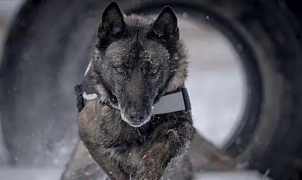 Dedektör köpekler Doğu Anadolu'nun güvenliği için görevde