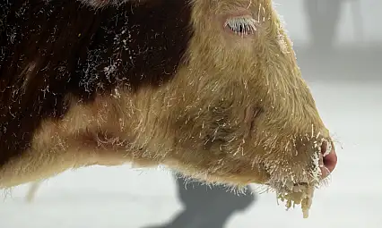 Doğu buz kesti: Ağrı merkezli 5 ilde yaşam eksiye düştü