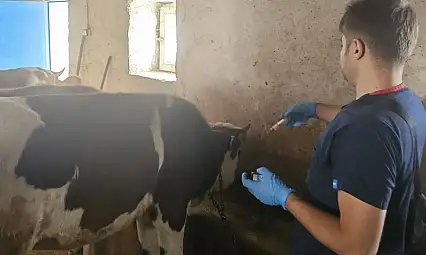 Eleşkirt'te hayvan hastalıklarına karşı sonbahar aşılaması sürüyor