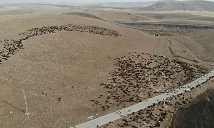 Göçerler, zorlu kış yolculuğunda hayvanları için tehlikelerle mücadele ediyor