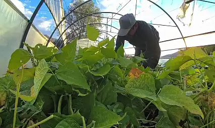 İspir fasulyesi, dünya mutfaklarında tanınan 'beyaz altın' olarak ün kazandı!