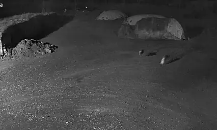 Kars'ta ürküten gece: Kurtlar köpeği böyle götürdü