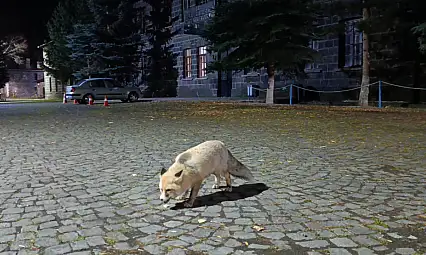 Kars'ta Vatandaş Tilkiyi Besleyerek Unutulmaz Anlar Yaşadı