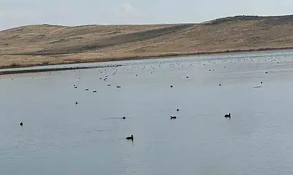 Köyceğiz Göleti'nde Yaban Ördeklerinin Görsel Şöleni Doğaseverleri Büyülüyor