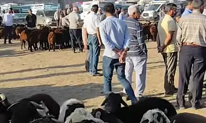 Patnos Hayvan Pazarı 15 gün süreyle kapatıldı
